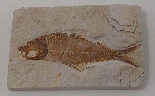 Knightia Eoceana Freshwater Herring Fossil: Approx 3 1/2" x 5 1/4" x 3/4"