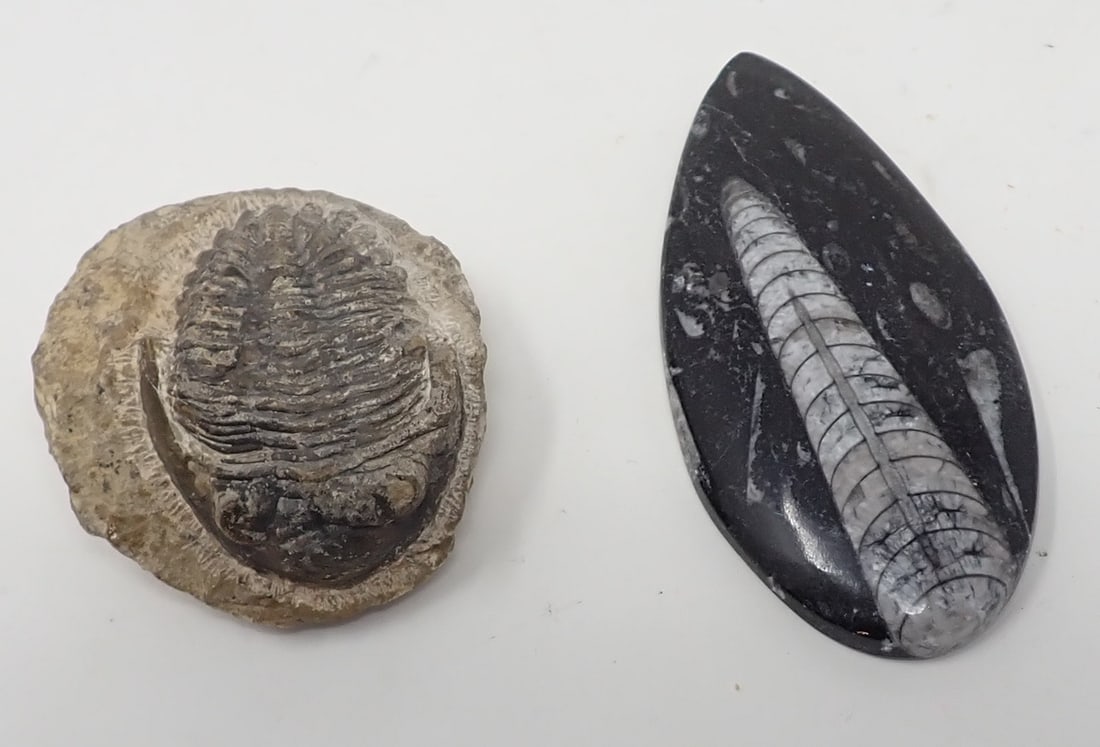 2 Fossils: One on right is approx 1 7/8" x 3 3/4" x 1/4"