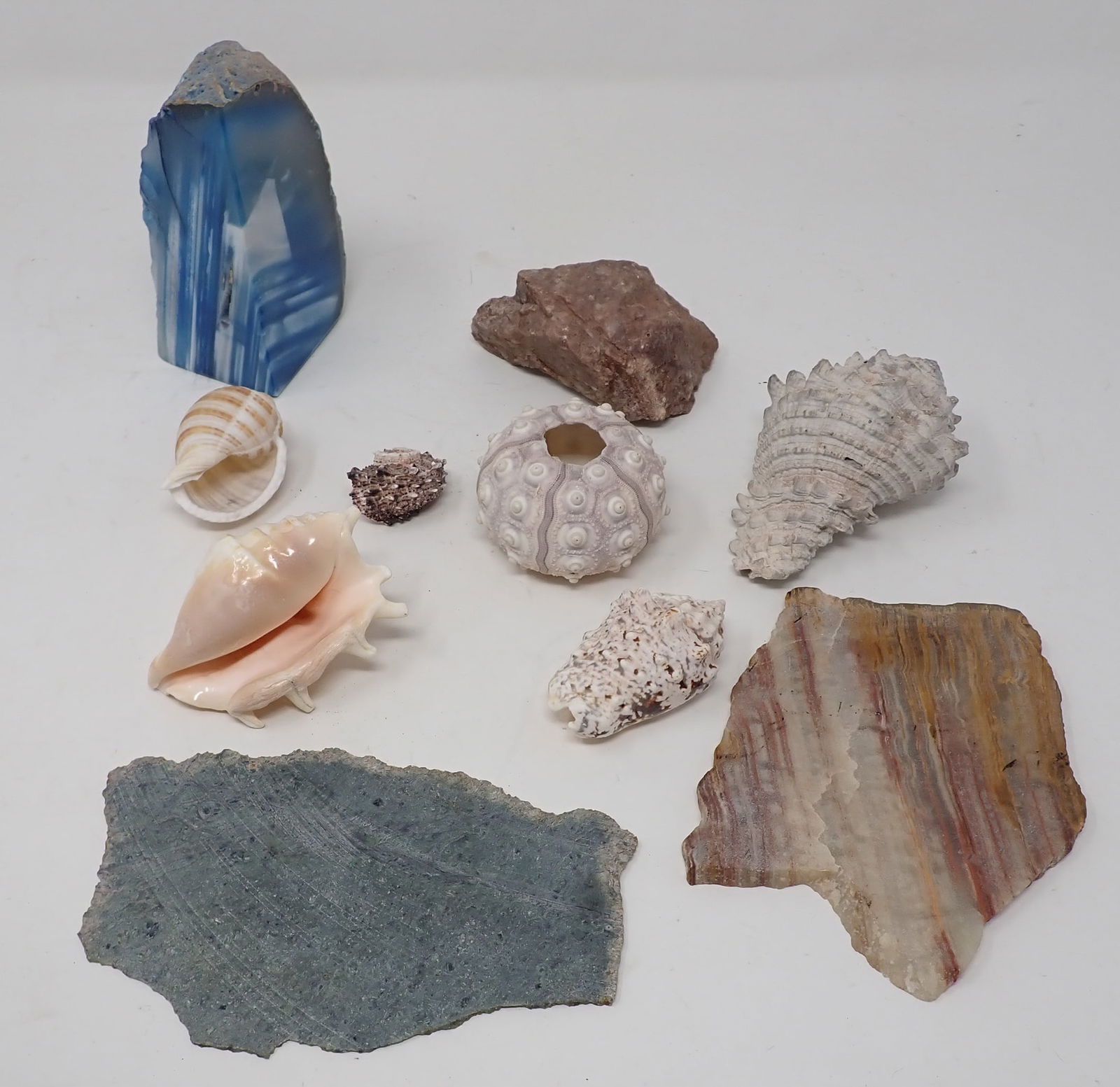 Geode Minerals Conch Shells Misc (1 of 3)