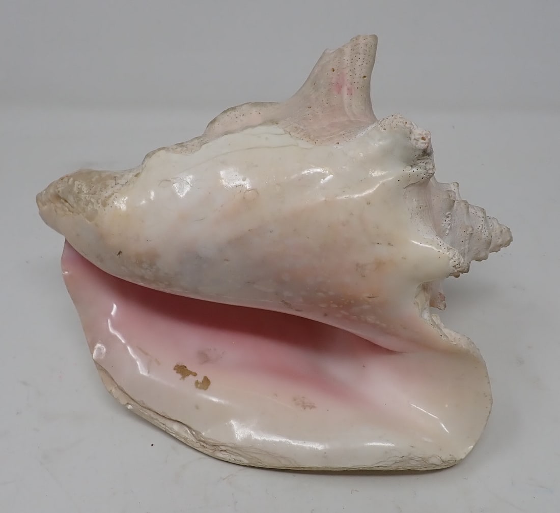 Conch Shell: Approx 6 3/4" x 8" x 5"