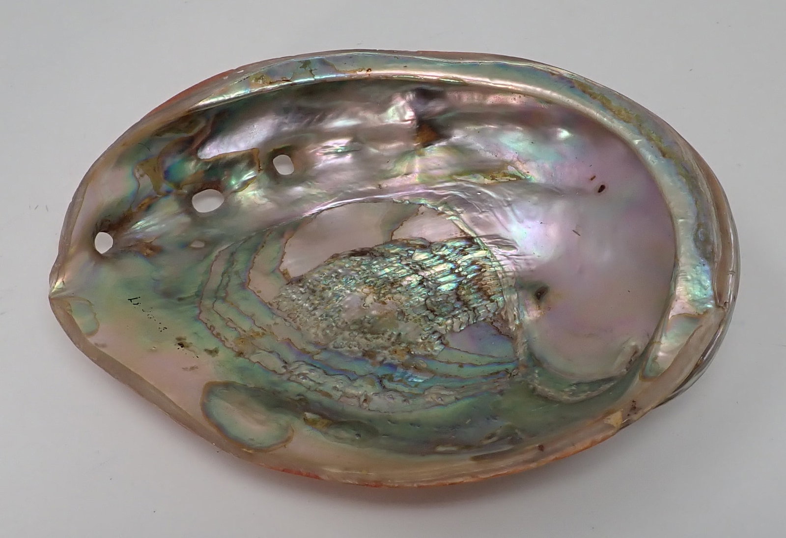 Seashell w/ Mother of Pearl: Apprx 5 1/2" x 7 5/8" x 2 1/4" tall