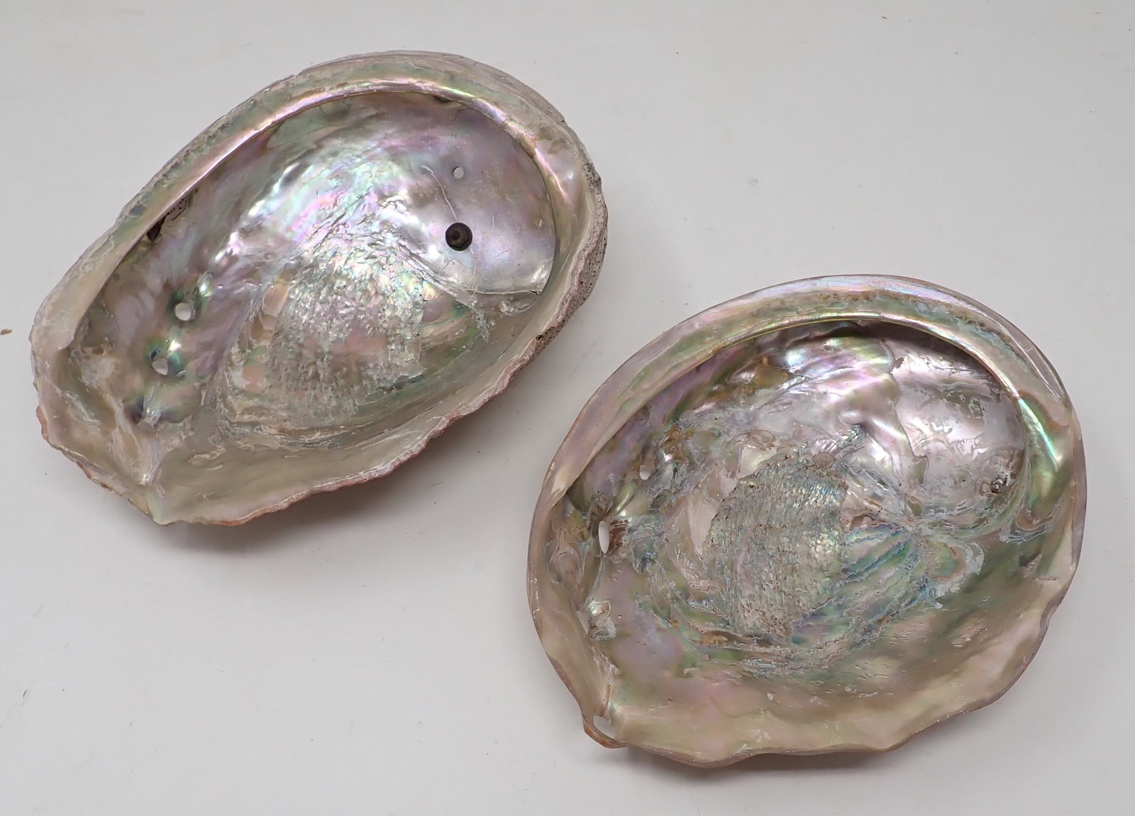 2 Seashells: Left one is approx 6 1/2" x 8" x 2 3/4"