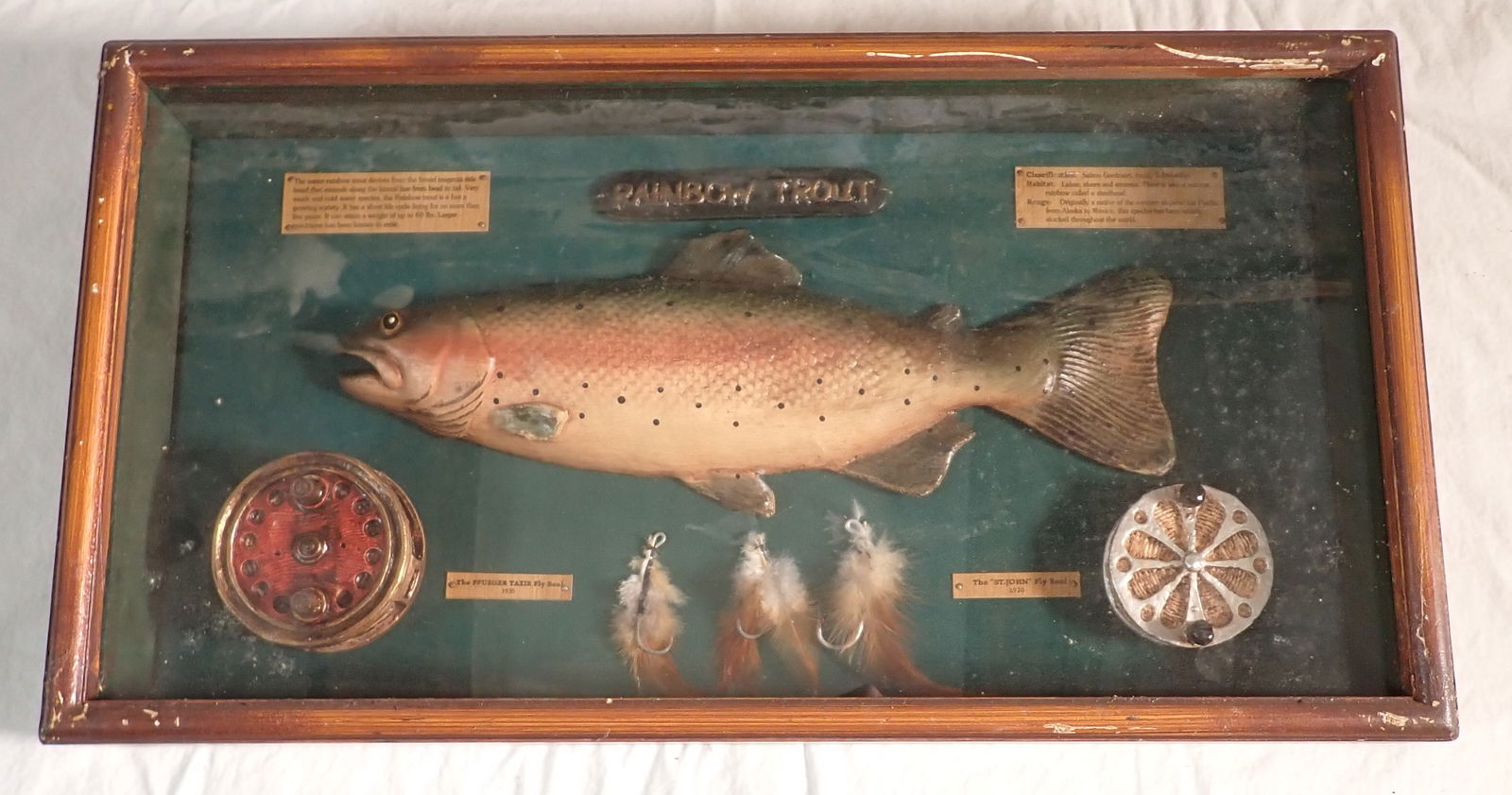 Rainbow Trout Shadow Box (1 of 1)
