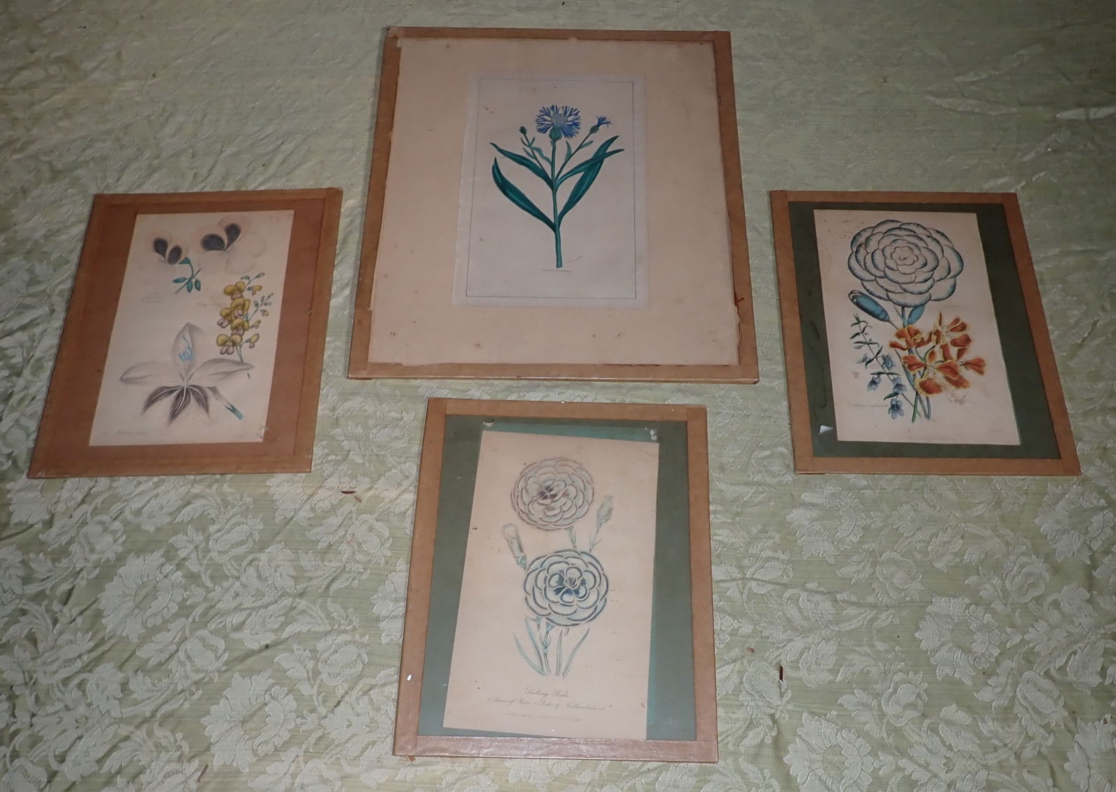 Botanical Hand Colored Lithographs (1 of 5)