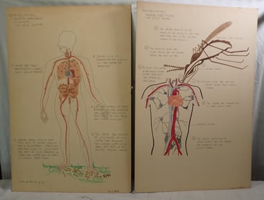 3 Signed Anatomy Watercolors