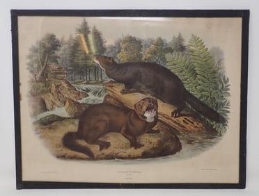1844 J.J Audubon Putorius Vison Mink Litho