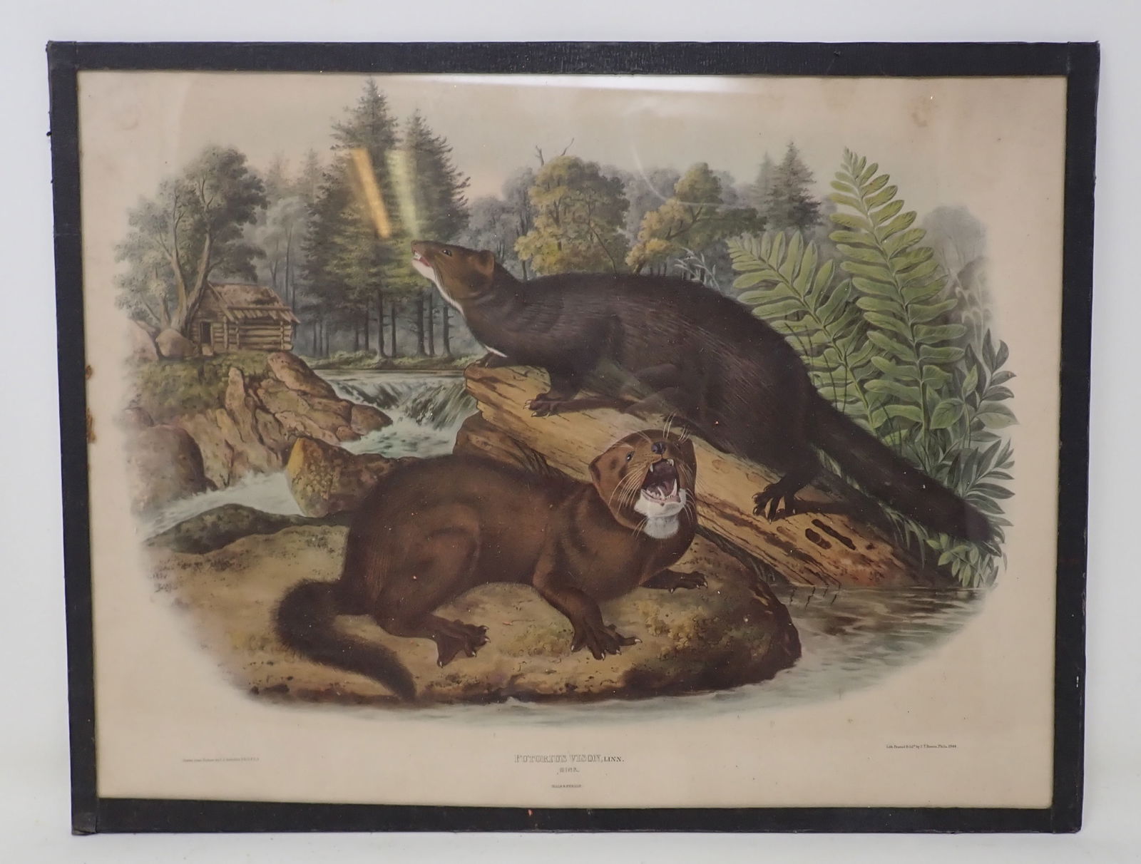 1844 J.J Audubon Putorius Vison Mink Litho (1 of 6)