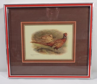 Thympen Game Birds / Pheasants  Print