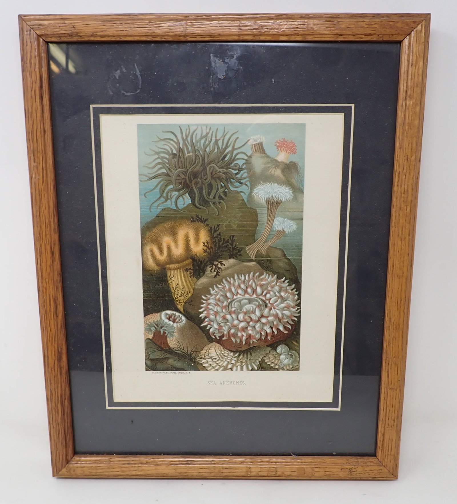 Selmar Hess Sea Anemones Lithograph (1 of 3)