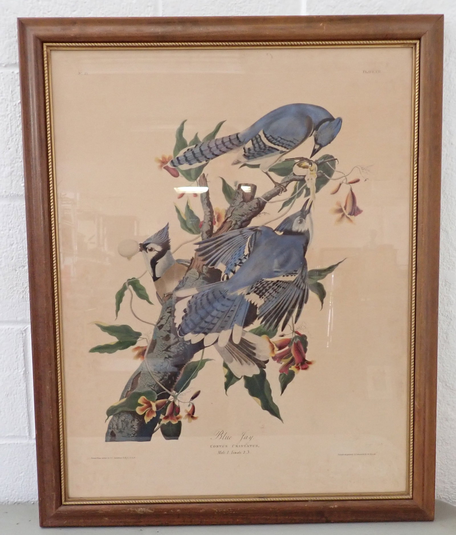 JJ Audubon Blue Jay R. Havell Engraving (1 of 7)