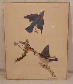 Audubon R. Havell Engraving No.23 Blue Bird