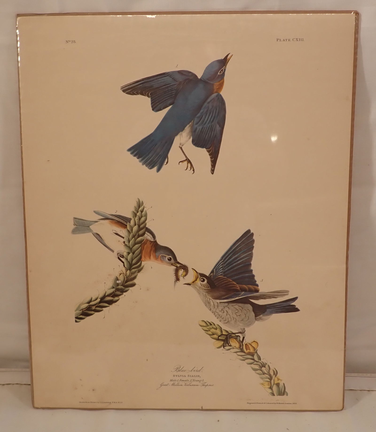 Audubon R. Havell Engraving No.23 Blue Bird: Approx 16" x 19 3/4". If shipping is needed , contact UPS Store 5528 to get an estimate BEFORE bidding. There are No refunds because of shipping prices. Their phone number is (908)213-6838 and select