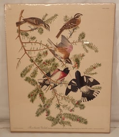 Audubon R. Havell Engraving Rose Breasted Grosbeak