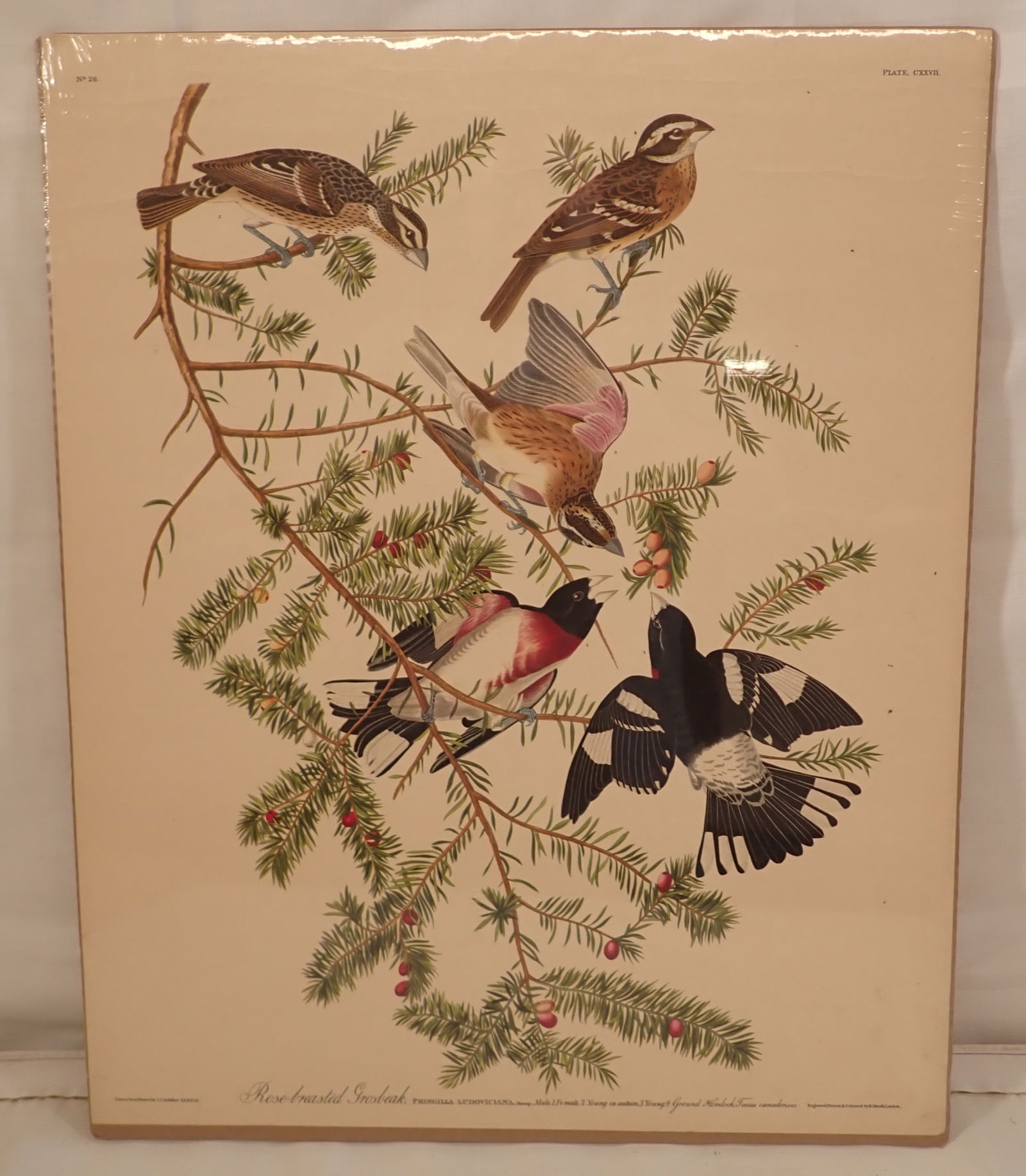 Audubon R. Havell Engraving Rose Breasted Grosbeak: Plate No. 26 - Approx 16" x 19 5/8"