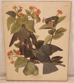 Audubon R. Havell White Crowned Pigeon Plate No. 36
