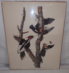 Audubon R. Havell Ivory Billed Woodpecker Engraving