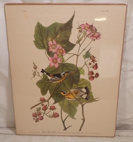 Audubon R. Havell Black & Yellow Warbler Engraving