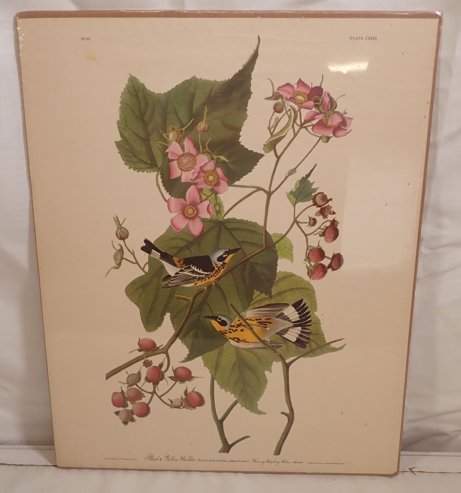 Audubon R. Havell Black & Yellow Warbler Engraving: Engraving No. 25 is approx 16" x 19 1/2"