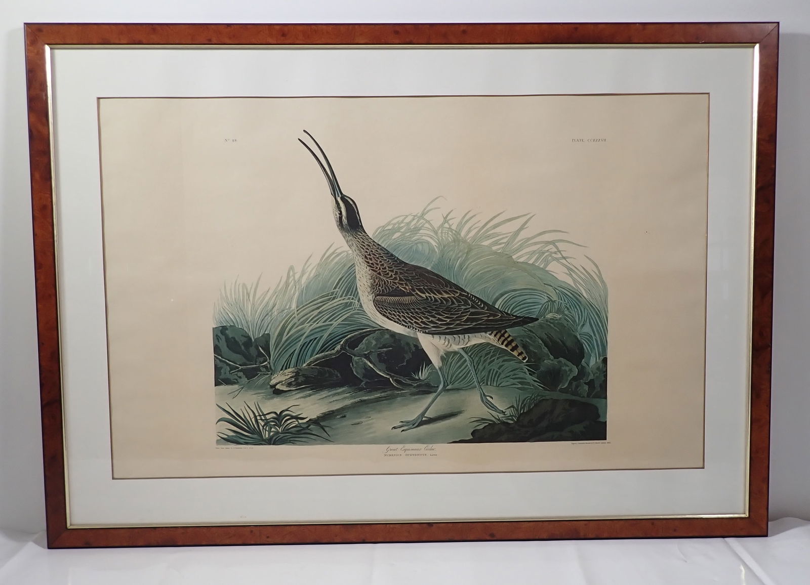 J.J Audubon Plate 237 R. Havell Great Esquimaux Curlew (1 of 7)