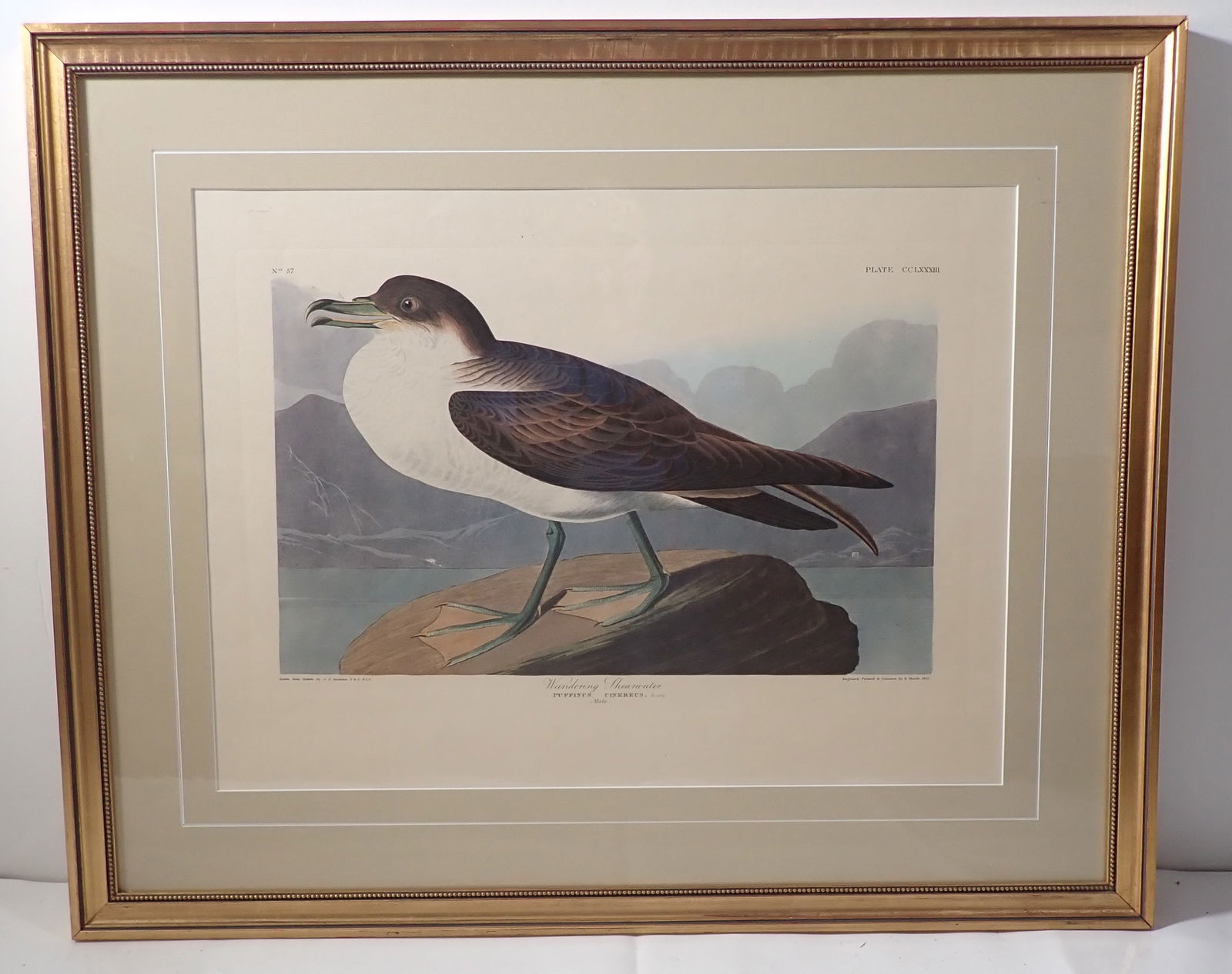 J.J Audubon Plate 283 Wandering Shearwater (1 of 8)