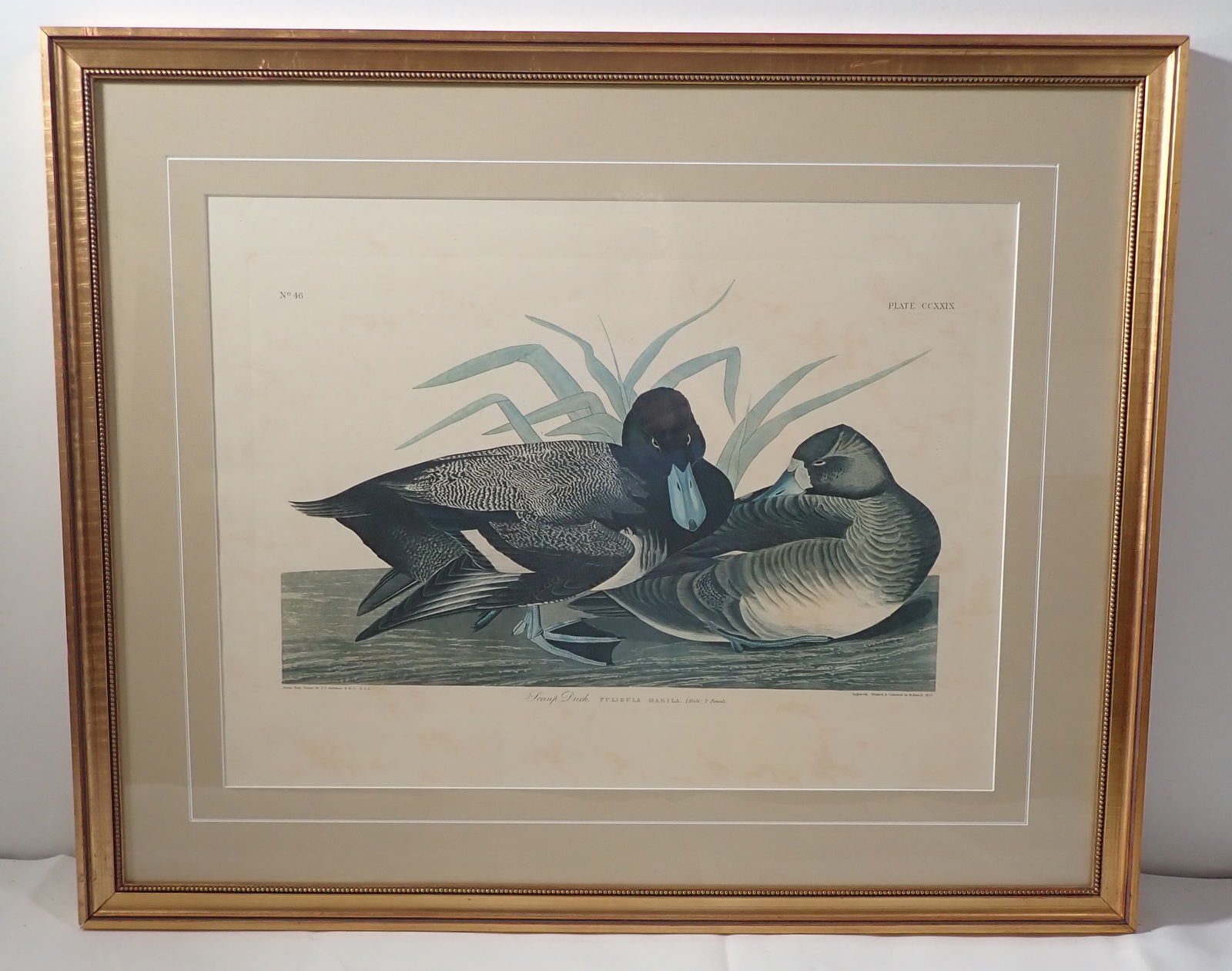 J.J Audubon Scaup Duck Plate 229 Engraving (1 of 8)