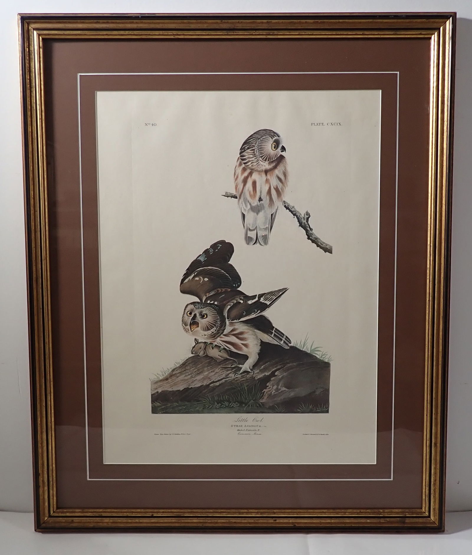 J.J Audubon Little Owl Plate 199 No. 40 Engraving (1 of 9)