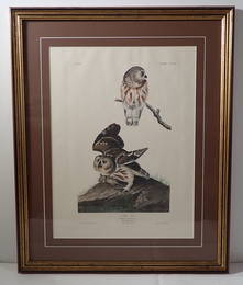 J.J Audubon Little Owl Plate 199 No. 40 Engraving