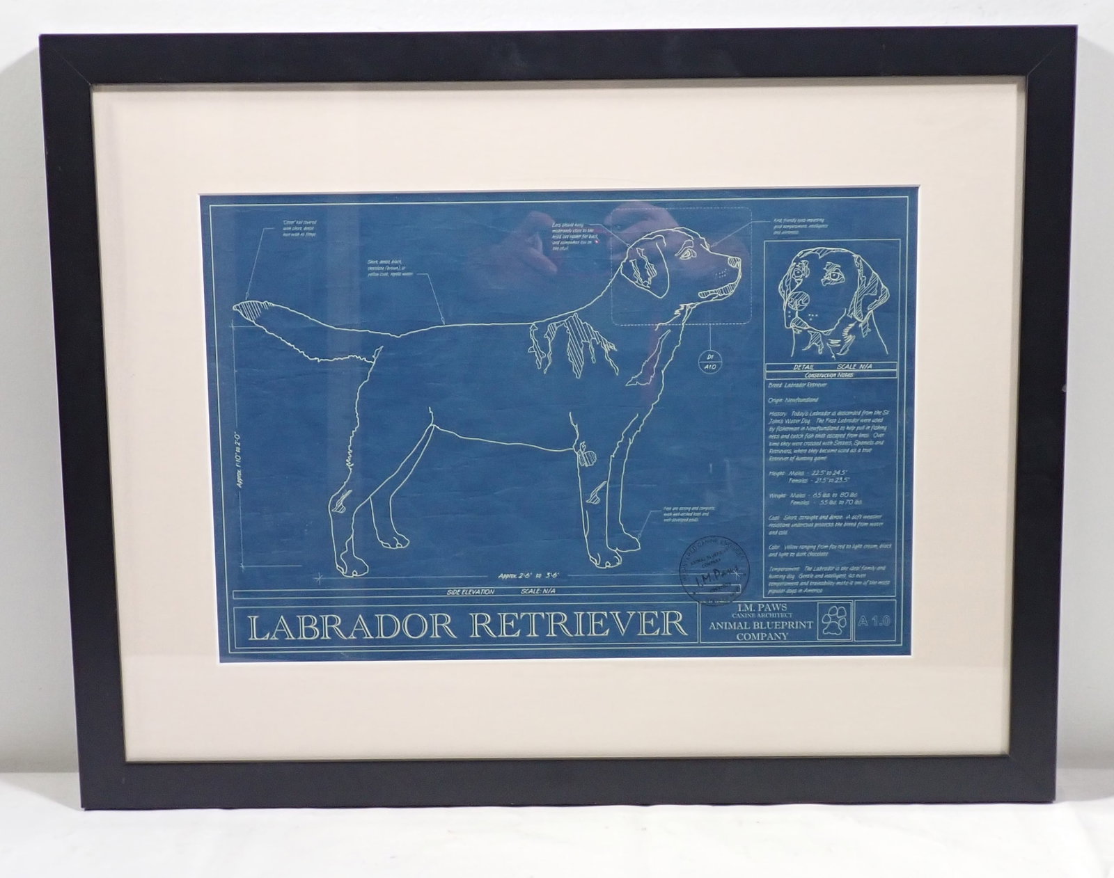 I.M Paws Labrador Retriever Blueprint: I.M. Paws Canine Architect Animal Blueprint Company - Approx 20 1/4" x 26 1/8". Shipping available ( $25 handling charge)