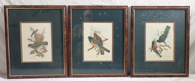 3 Bird Prints