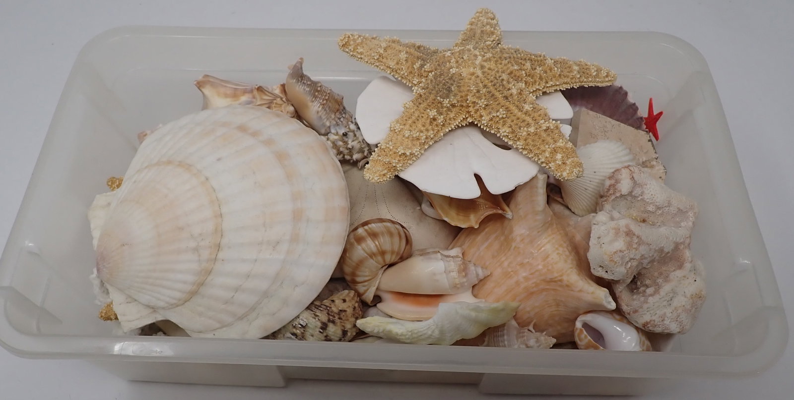 Seashells: NO in house shipping