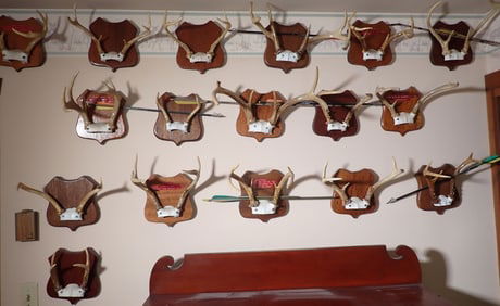 61 Sets of Deer Antlers & Arrows