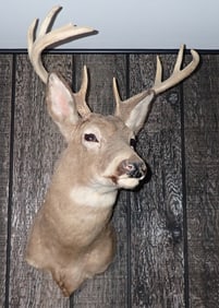 9 Point Whitetail Deer Mount