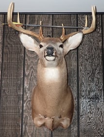8 Point Whitetail Deer Mount