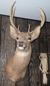 7 Point Whitetail Deer Mount