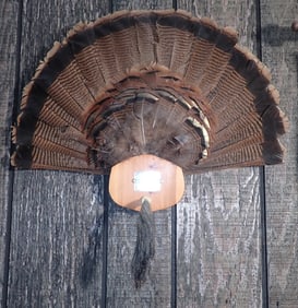 Turkey Feather Display