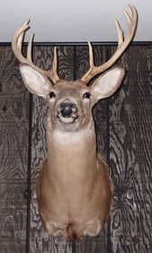 8 Point Whitetail Deer Mount