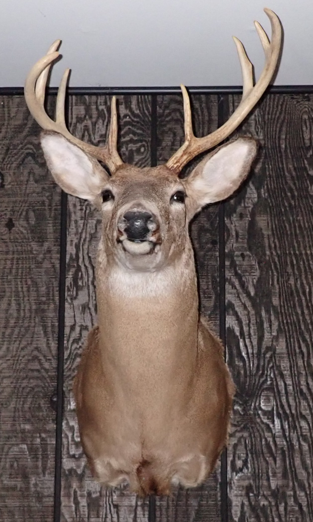 8 Point Whitetail Deer Mount (1 of 3)