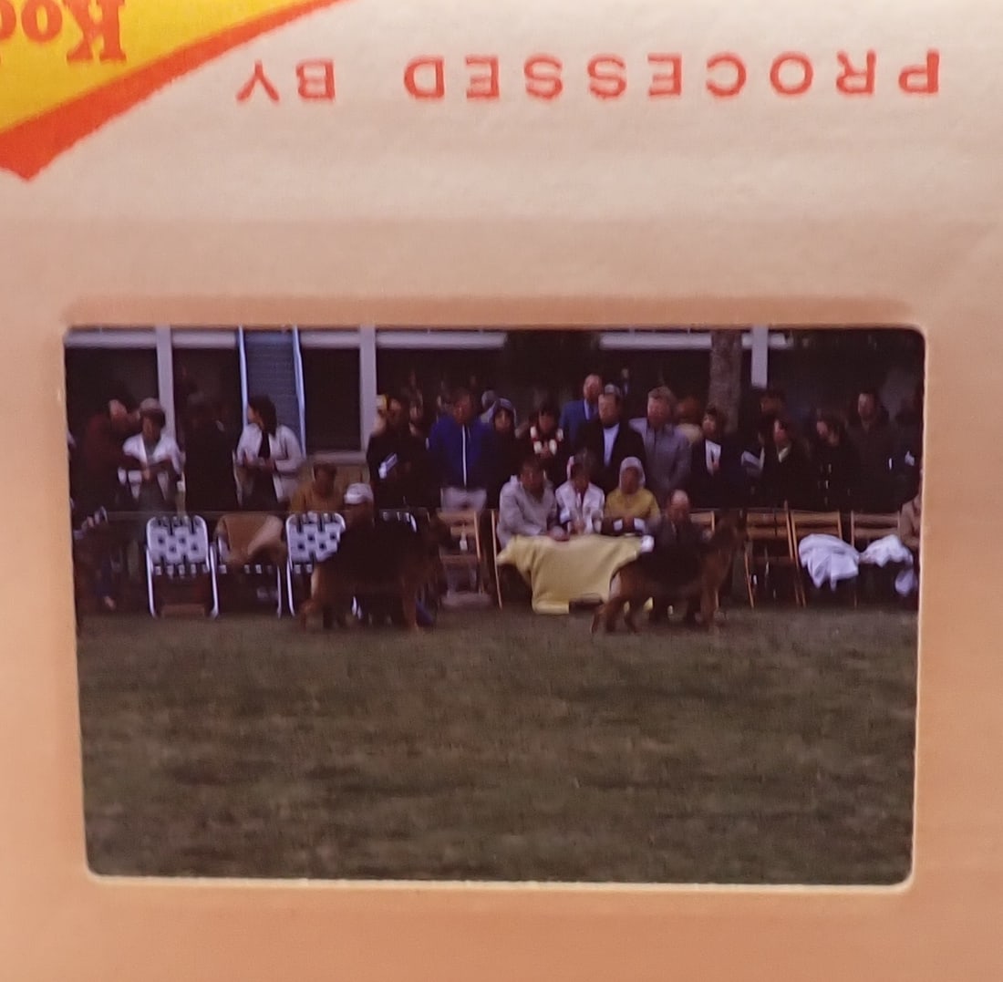 Theodore Beckhardt Dog Show Picture Slides: eems like mostly/ all Dog show related. Shipping available