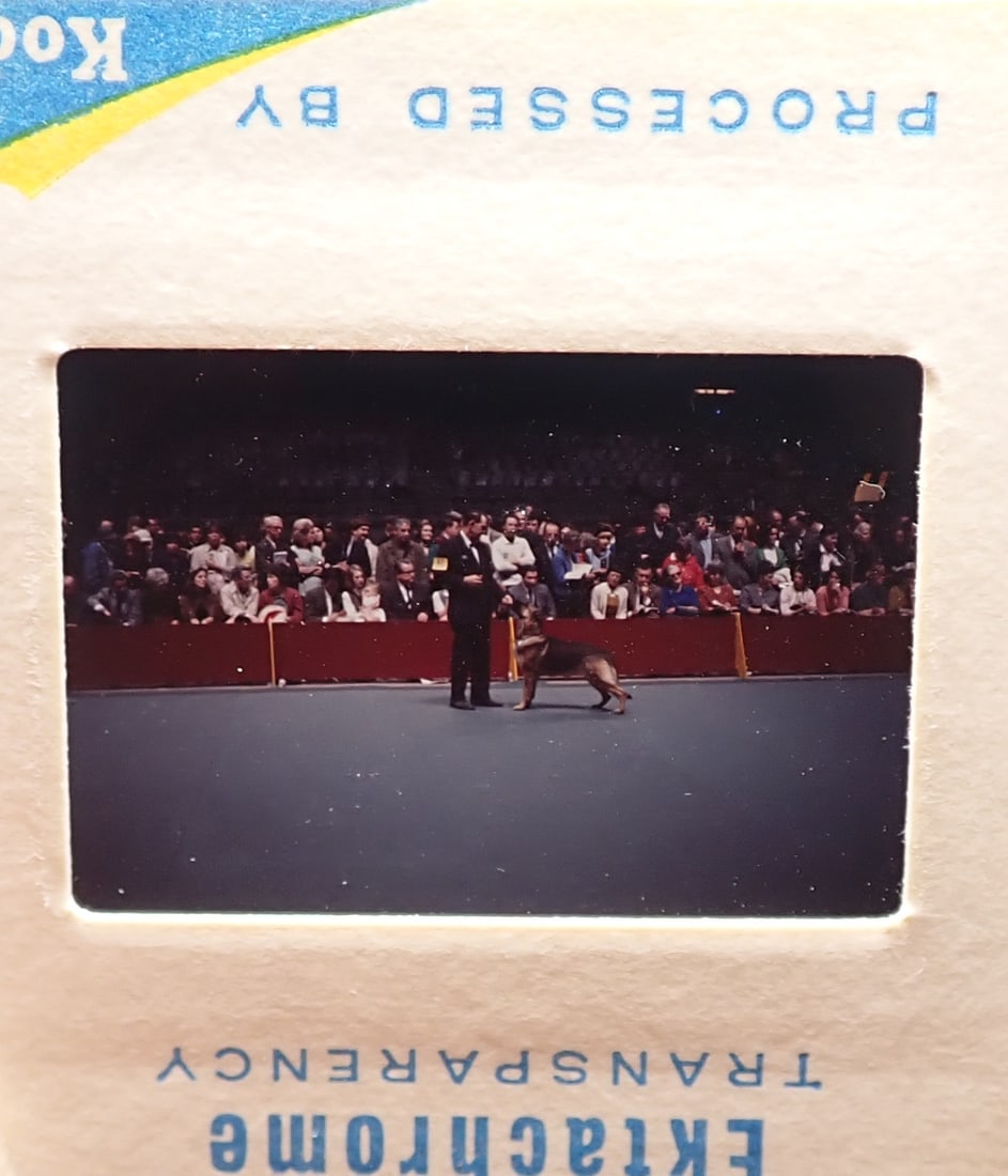Art Exchange Lecture & Dog Show Slides: All slides from Theodore Beckhardt collection. One carousel is Art Exchange. Others seem like all Dog Show. Shipping available