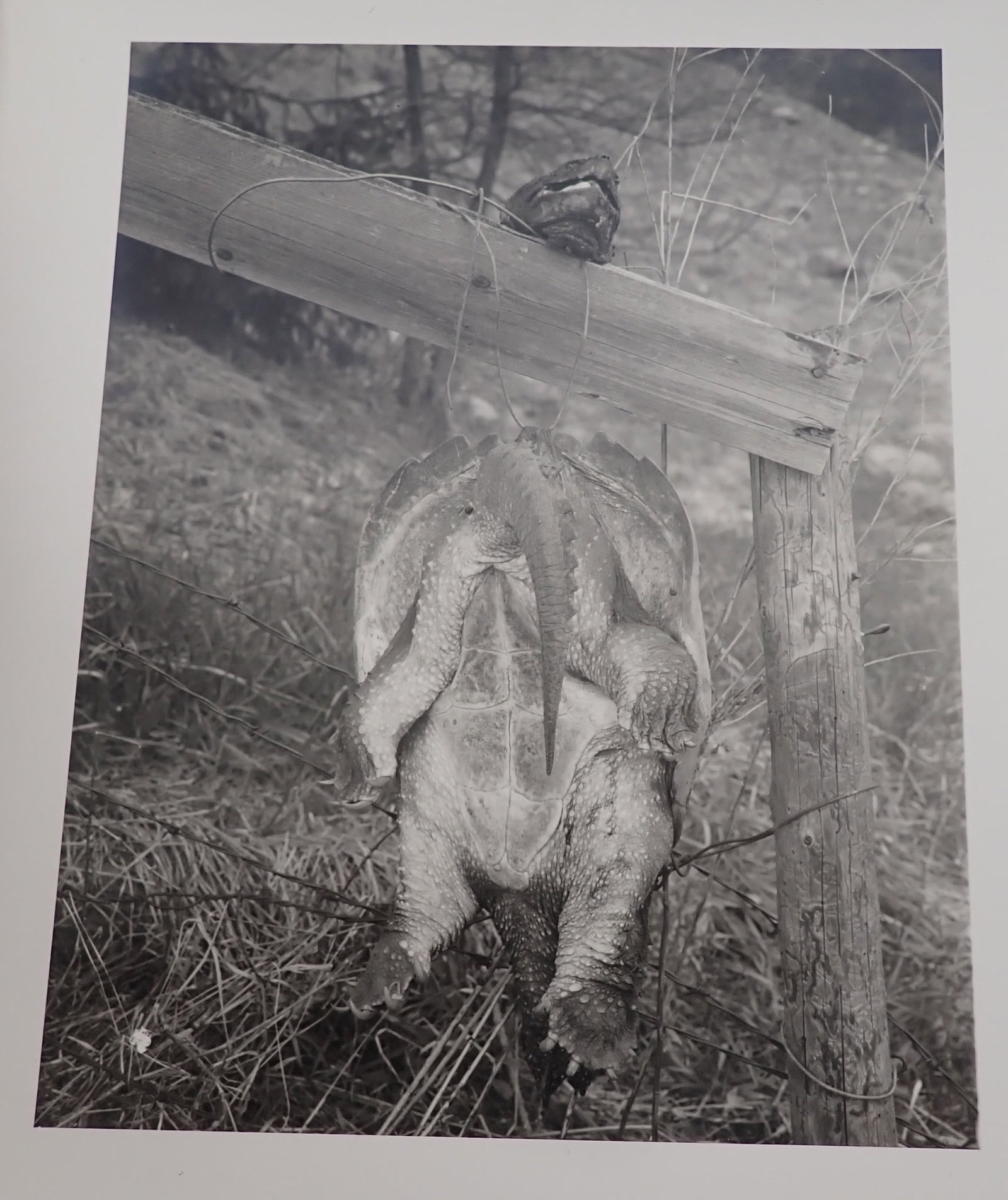 26 Jeff Weiss Photographs: 8x10 photos from Jeff Weiss's personal collection ! Shipping available