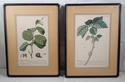 2 Hand Colored Botanical Engravings