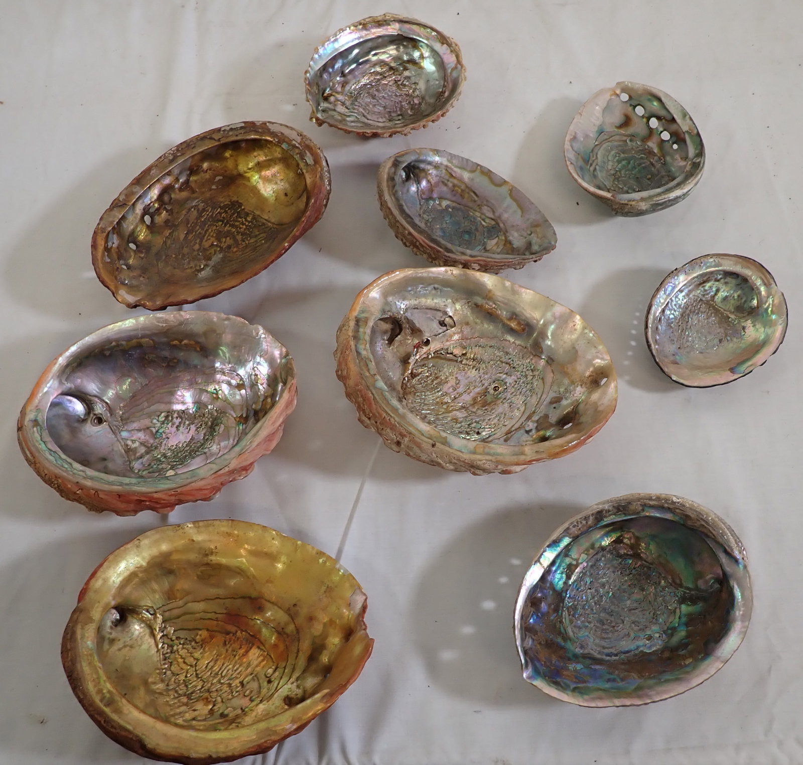 Large Shells w/ Mother of Pearl: Largest is approx 6 1/2" x 8". Shipping available ($20 handling charge, plus postage)