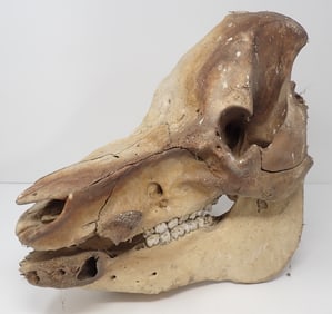 Boar Skull