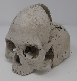 Skull