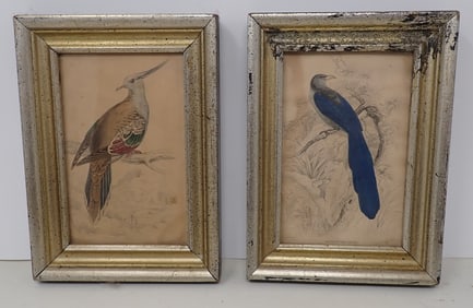 Hand Colored Bird Prints