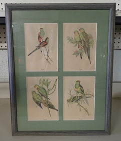 Gould Bird Lithographs