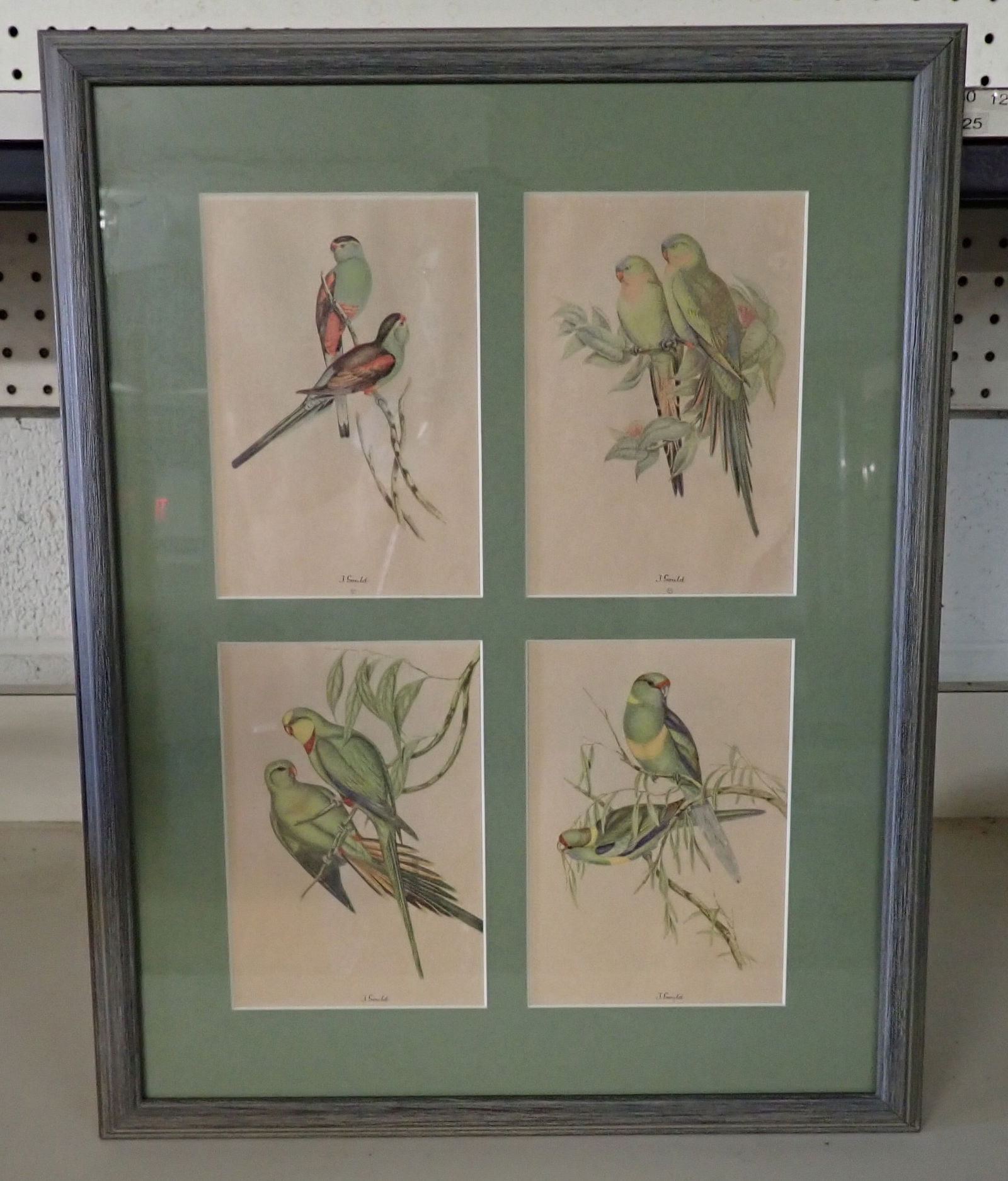 Gould Bird Lithographs (1 of 3)