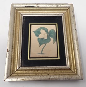 Hand Colored Botanical Print