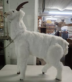 Life Size Goat