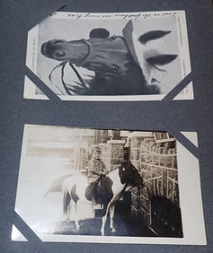 Horse Postcards